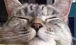 网红吃瓜猫,揭秘娱乐圈幕后故事